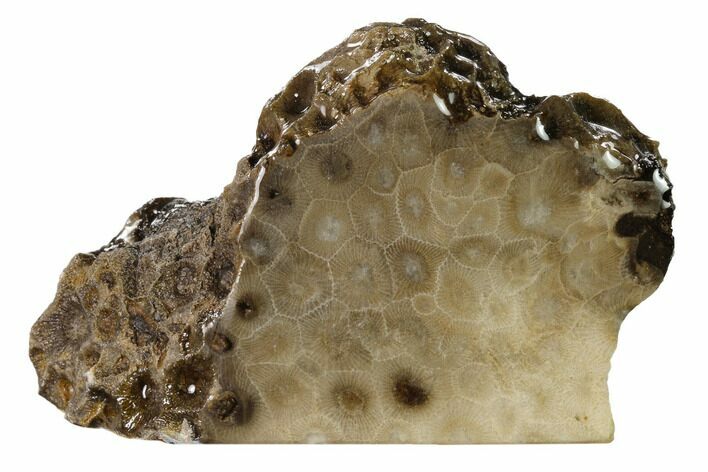 Free-Standing, Petoskey Stone (Fossil Coral) Section - Michigan #160269